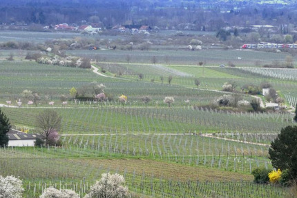 Wohnung Neustadt Haardt - 4 Zimmer, 106 m&sup2;, 348.000&euro; | Angebot:24698704