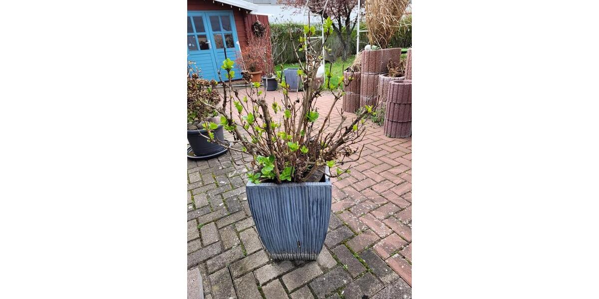 Einfamilienhaus Bad Dürkheim - 6 Zimmer, 112 m&sup2;, 575.000&euro; | Angebot:25334726