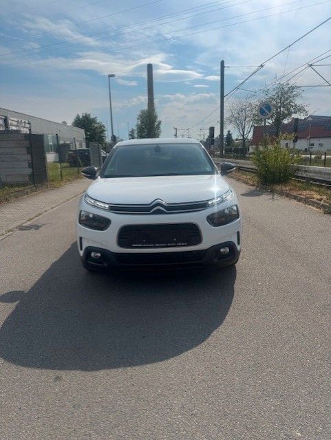 C4 Cactus
