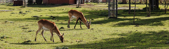 Kurpfalz-Park Wachenheim