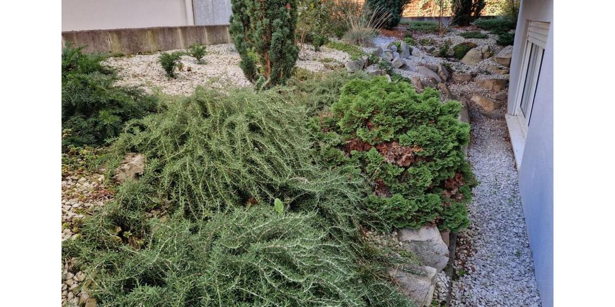 Renovierte helle 3 ZKB Whg mit neuem Bad, Terrasse und Garage 3 zimmer