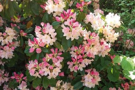 Wohnung Worms - 3 Zimmer, 66 m&sup2;, 470&euro; | Angebot:25380690