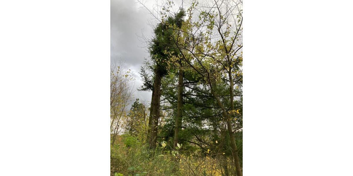 Grundstück Weinheim - 69.000&euro; | Angebot:23843184