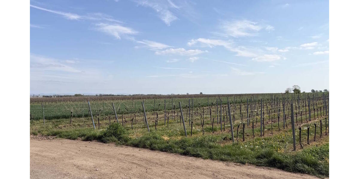 Reihenendhaus Worms / Weinsheim Weinsheim - 4 Zimmer, 119 m&sup2;, 285.000&euro; | Angebot:26306374