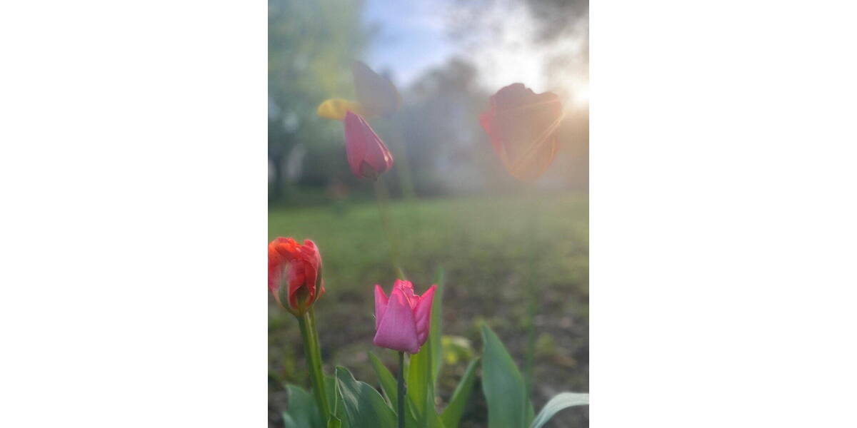 Einfamilienhaus Bammental - 7 Zimmer, 150 m&sup2;, 2.100&euro; | Angebot:26140719