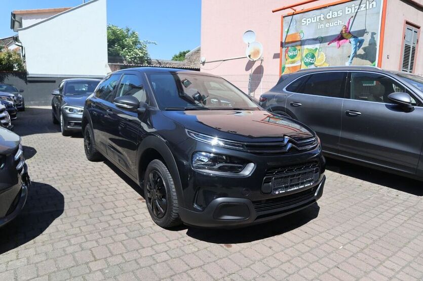 C4 Cactus