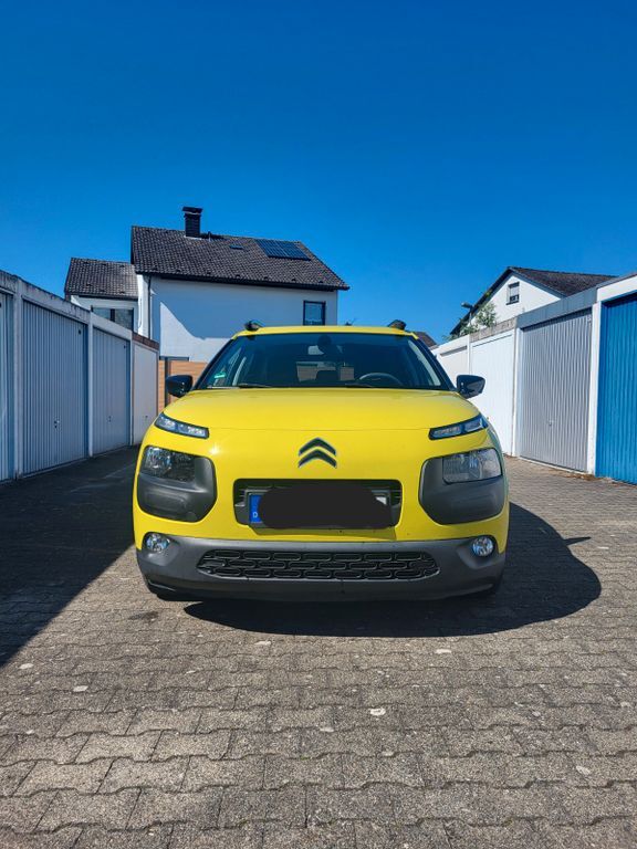 C4 Cactus
