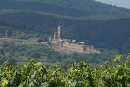 Grundstück in Deidesheim 14.130 € 2380 m² zimmer