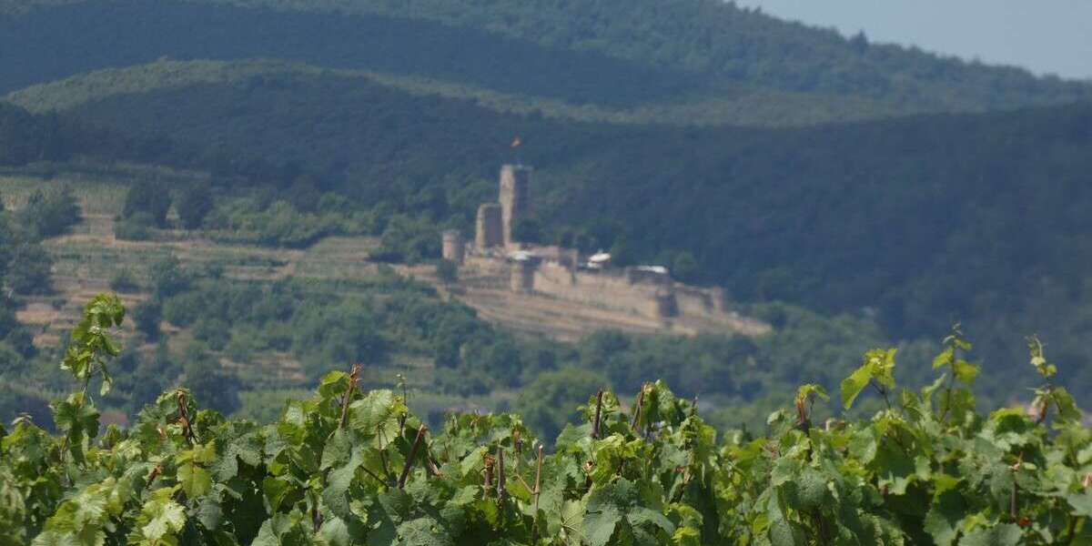 Grundstück in Deidesheim 14.130 € 2380 m² zimmer