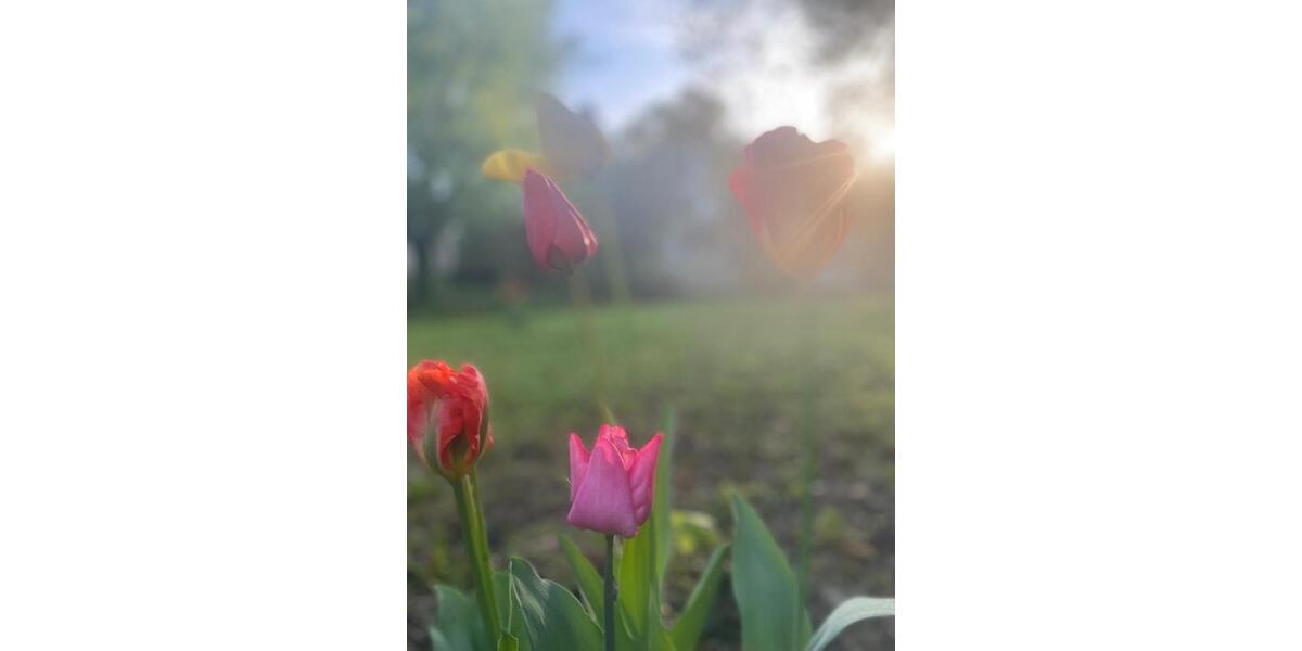 Einfamilienhaus Bammental - 7 Zimmer, 150 m&sup2;, 2.100&euro; | Angebot:26130459