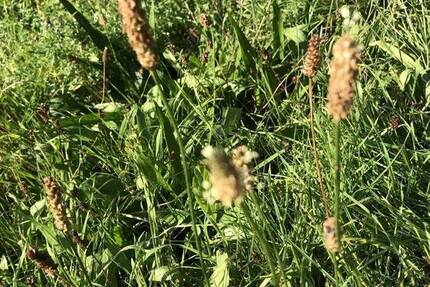 Grundstück direkt am Rhein - Seltene Gelegenheit für Ihr Bauprojekt ! zimmer