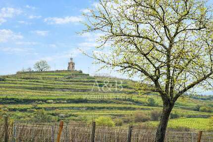 Grundstück zu verkaufen in Wachenheim an der Weinstraße 339.000 € 452 m² zimmer