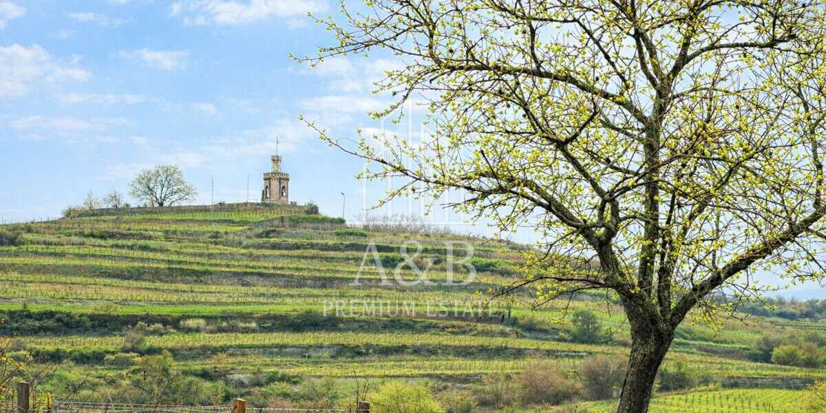 Grundstück zu verkaufen in Wachenheim an der Weinstraße 339.000 € 452 m² zimmer