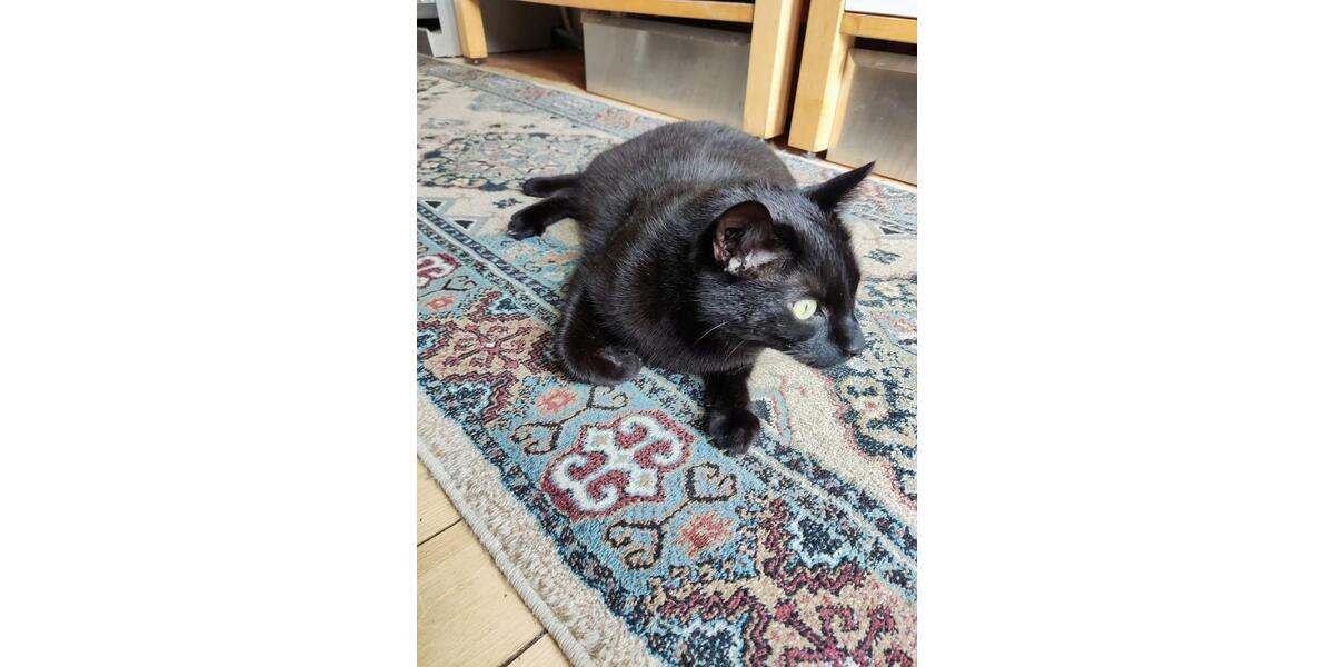 Etagenwohnung Mannheim Gartenstadt - 2 Zimmer, 16 m&sup2;, 450&euro; | Angebot:25269532