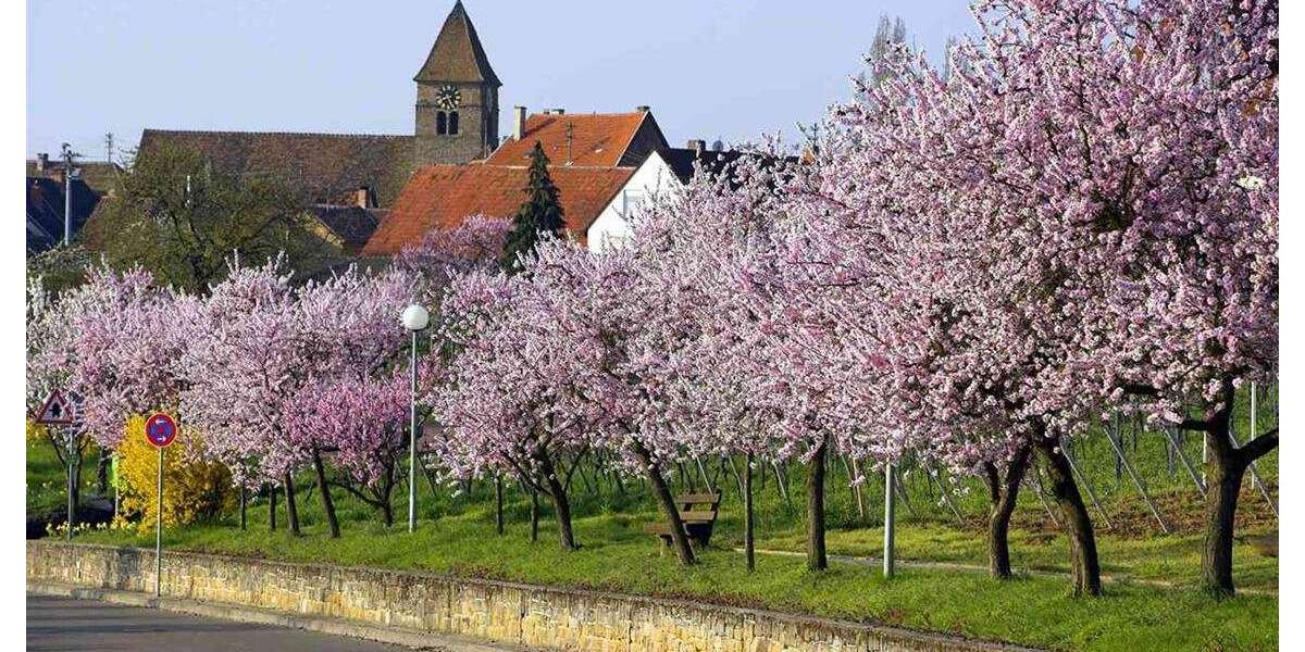 Grundstück Neustadt Duttweiler - 255.000&euro; | Angebot:27182921