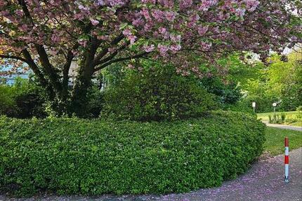 Wohnung Mannheim Feudenheim - 3 Zimmer, 80 m&sup2;, 295.000&euro; | Angebot:26234449