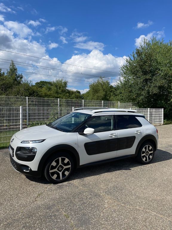 C4 Cactus