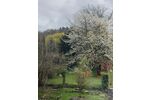 Einfamilienhaus mit Charme und Scheune im alten Ortskern - Scheune Hirschberg an der Bergstraße Leutershausen | Angebot:26633711